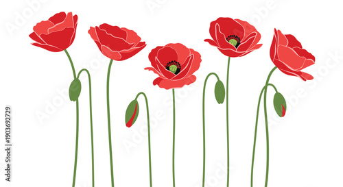 Group of bright red poppy flowers with green stems and buds in a row against a plain white background.