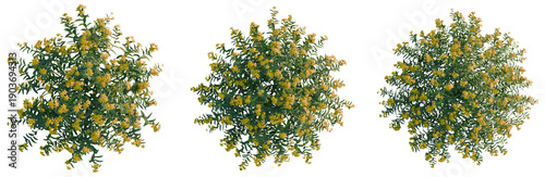 Fotografie Hypericum monogynum tree plan, top view, cutout, transparent background, isolate