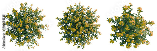 Tableau sur toile Hypericum monogynum tree plan, top view, cutout, transparent background, isolate