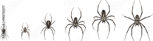 Set of realistic brown and black spider vector illustrations with detailed markings and legs isolated on white background for nature education and Halloween designs. (