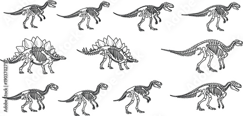 Dinosaur skeleton illustration, Velociraptor bones, Stegosaurus fossil, Tyrannosaurus rex skeleton, prehistoric anatomy, paleontology drawing, ancient wildlife, black vector art design