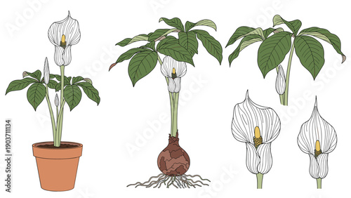 Detailed drawings of the white calla lily plant show various growth stages from the underground bulb to the elegant blooming flower.