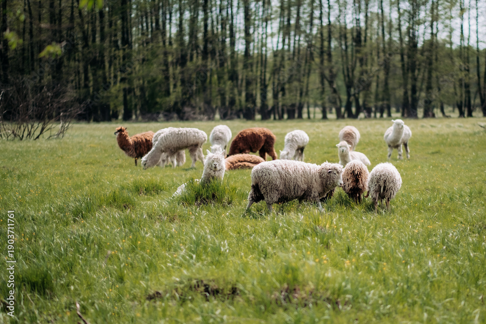 Fototapeta premium A herd of alpacas in a meadow: fluffy faces, grass, trees in the background