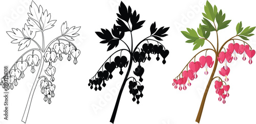Collection of Bleeding Heart flower illustrations including line art silhouette and color vector perfect for botanical designs and nature themes