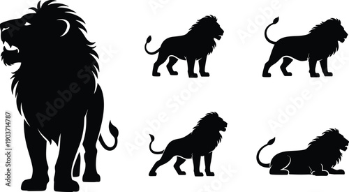 Lion silhouettes collection showing standing walking resting poses, wild big cat animal vector illustration, black wildlife design graphic set