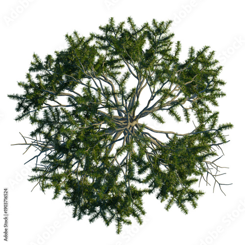 Pinus tabuliformis tree plan, top view, cutout, transparent background, isolate, Detailed close-up of a pine tree branch with needles and pine cones