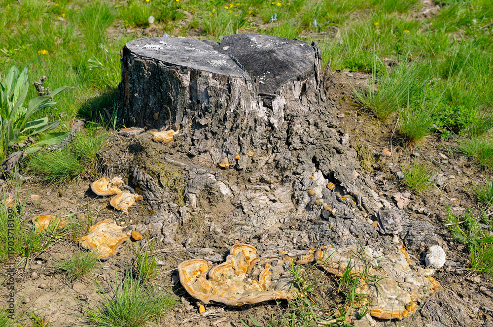 Obraz premium Old weathered tree stump with tinder fungus in a green meadow