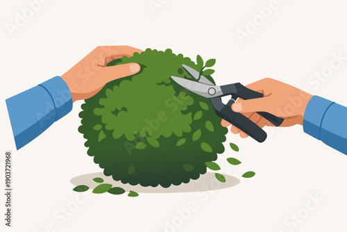 Hands trimming a green bush with garden shears, spring topiary pruning concept