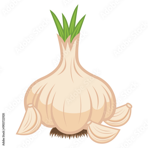 Garlic bulbs and cloves in flat style on white background