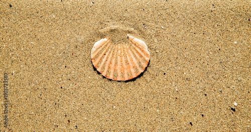 Jakobsmuschel im Sand vergraben an einem strand