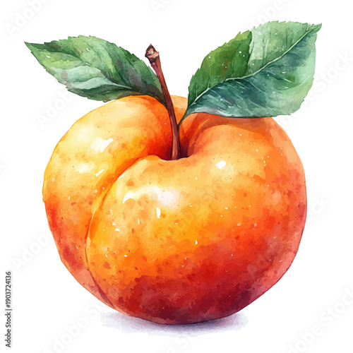 Soft Juicy Ripe Peach, watercolor illustration vector, isolated on a white background.