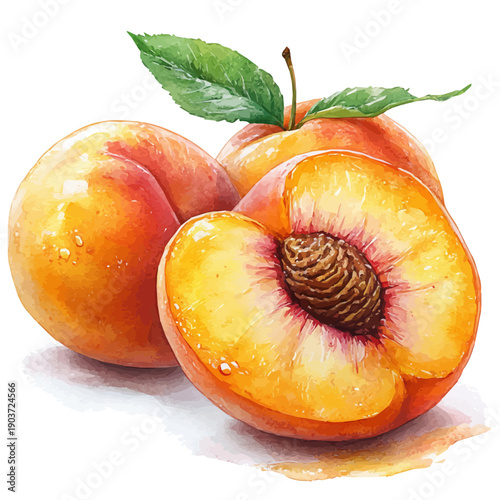 Soft Juicy Ripe Peach, watercolor drawing vector, isolated on a white background.