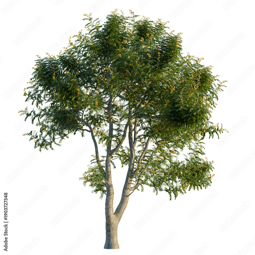 Fototapeta premium Styphnolobium japonicum tree, elevation, front view, cutout, transparent background, isolate, A lush green acacia tree with vibrant foliage against a clean background