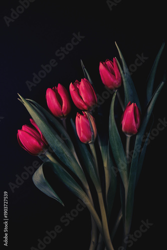 Minimalistyczne tulipany na czarnym tle, elegancka estetyka © Elżbieta Kaps