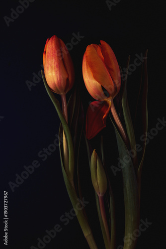 Minimalistyczne tulipany na czarnym tle, elegancka estetyka © Elżbieta Kaps