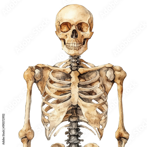 watercolor vector of Skeletons, isolated on a white background.