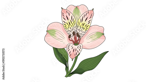 Detailed illustration of a pink alstroemeria flower featuring characteristic dark speckles on its petals and green leaves.