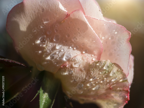 Macro Close-Up of Pink and White Rose with Glistening Water Drops