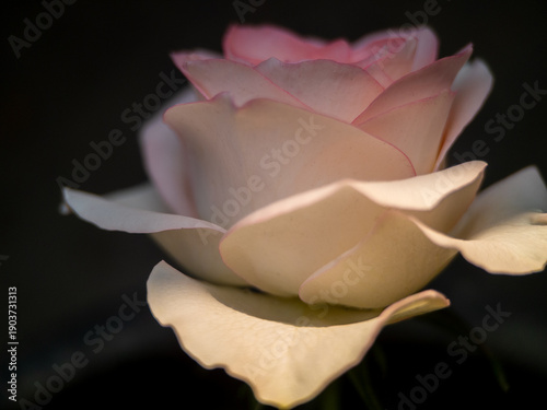 Macro Close-up of Pink and White Rose: Soft Petal Texture and Natural Detail