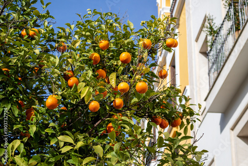 Abundant orange trees with lots of orange fruit in Seville, Spain