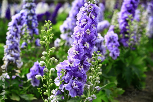 colorful Delphinium or Candle Delphinium or English Larkspur or Tall Larkspur flowers blooming in the garden  