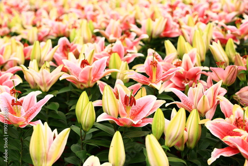 colorful Oriental Lily or Fragrant Lily flowers blooming in the garden with green leaves 
