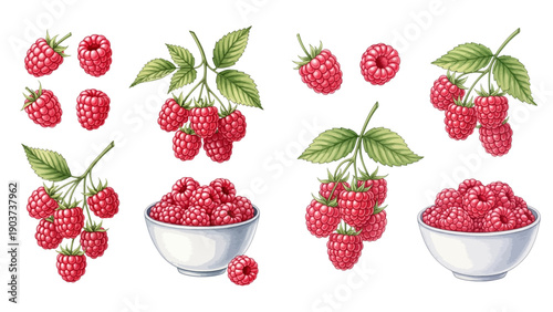 Illustrated set of ripe red raspberries, individually, on branches with leaves, and in pink bowls.