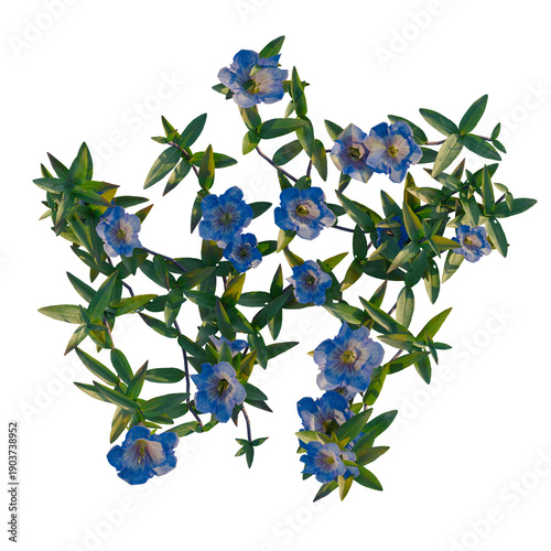 Foto Gentiana scabra bunge tree plan, top view, cutout, transparent background, isola