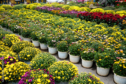 Vibrant Blooms: A picturesque display of colorful flowers arranged in neat rows, showcasing a diverse palette of vibrant hues and textures, creating a visual symphony of nature's beauty.