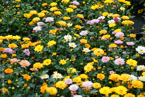 Blossoming Chrysanthemum: A vibrant tapestry of diverse Chrysanthemum blossoms in full bloom, showcasing an array of colors and textures in a sun-drenched floral garden.