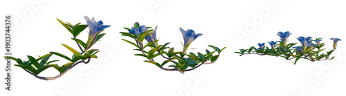 Foto Gentiana scabra bunge tree, elevation, front view, cutout, transparent backgroun