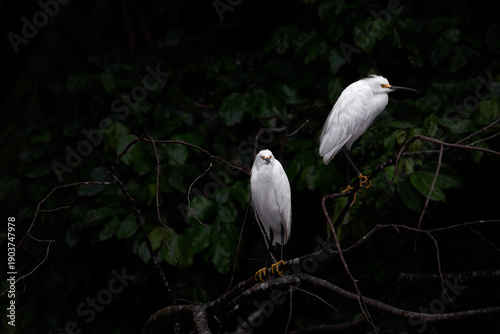 Garceta nívea, Costa Rica