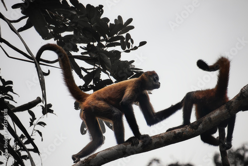 Mona araña, Costa Rica