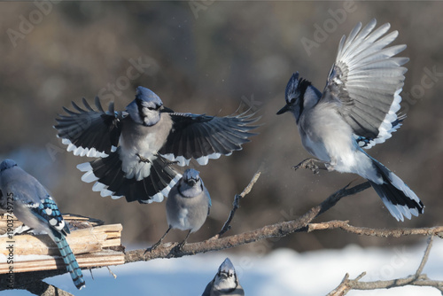 Blue Jays in winter