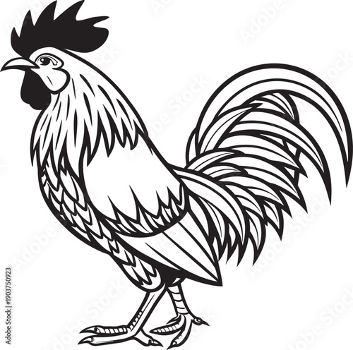 rooster isolated on white background