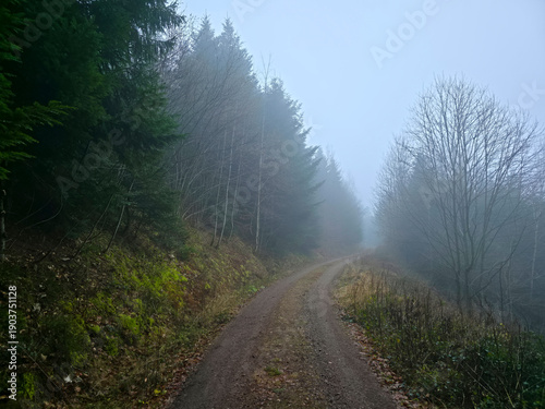 Germany, Black Forest, Mystical foggy winter woodland trail through green evergreen forest