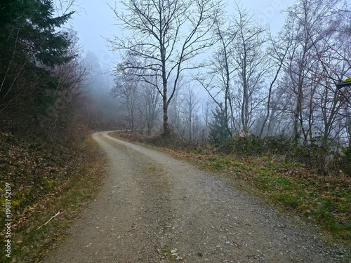 Germany, Black Forest, Enchanting foggy winter forest trail in untouched nature landscape
