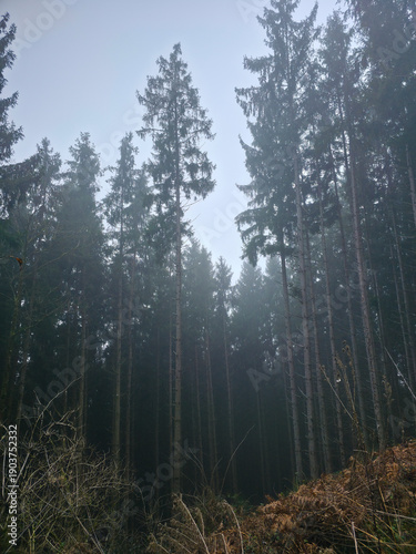 Germany, Black Forest, Moody foggy winter forest scenery with conifer trees
