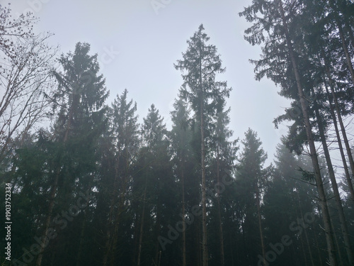 Germany, Black Forest, Dreamlike foggy winter forest in serene nature scenery