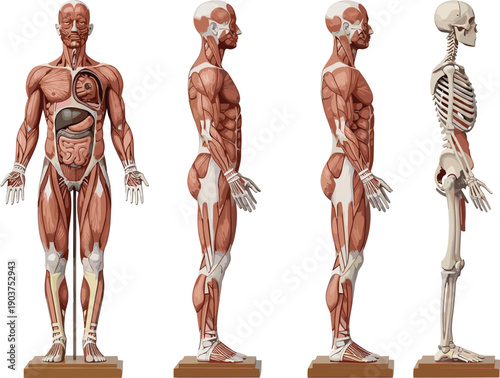 Human muscular system anatomy illustration, front view, side view, skeletal system, internal organs, medical diagram, educational chart, physiology reference, biology study
