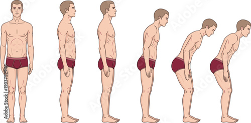 Human biomechanics posture illustration, standing position, bending forward, spinal alignment, range of motion, exercise diagram, physical therapy chart, anatomy reference, healthcare design