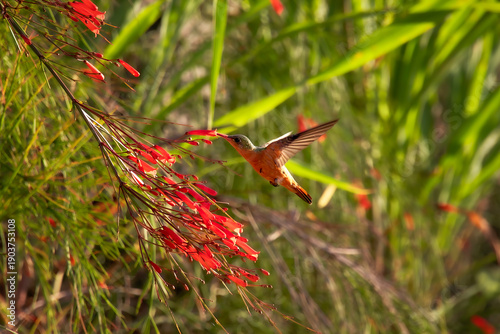 Colibrí colirrufa, Costa Rica