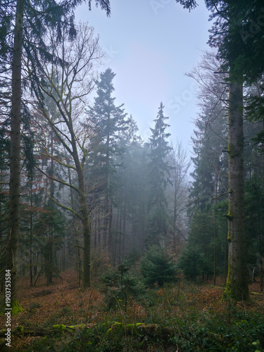 Germany, Black Forest, Foggy winter woodland trail surrounded by evergreen conifers and moss covered tree trunks in magical atmosphere