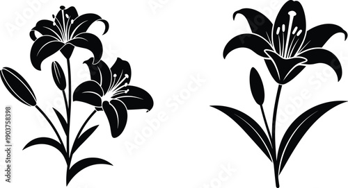 Lily flower silhouettes illustration with blooming petals, buds, leaves, black and white artwork, botanical, floral design, nature, decorative concept
