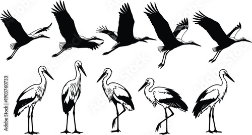 Stork bird silhouette set, black flying and standing crane vector collection, isolated heron animal icons for nature design illustration, baby, wing, spring.