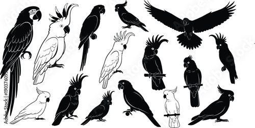 Set of parrot silhouettes and outlines, tropical birds, cockatoo and macaw, black vector illustration collection, flying and sitting, isolated on white background, wildlife