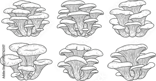 Oyster mushroom sketch set, black and white hand drawn fungus vector collection, isolated edible plant icons for nature food design illustration, organic, healthy.