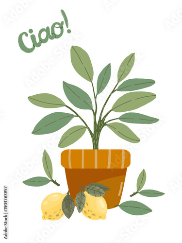 Mediterranean potted green plant and fresh lemons, vector illustration