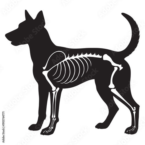 Silhouette of a dog with visible skeletal structure, highlighting anatomy