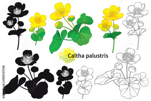 Set with outline Caltha palustris or Marsh-marigold flower and leaf in black and color isolated on white background.